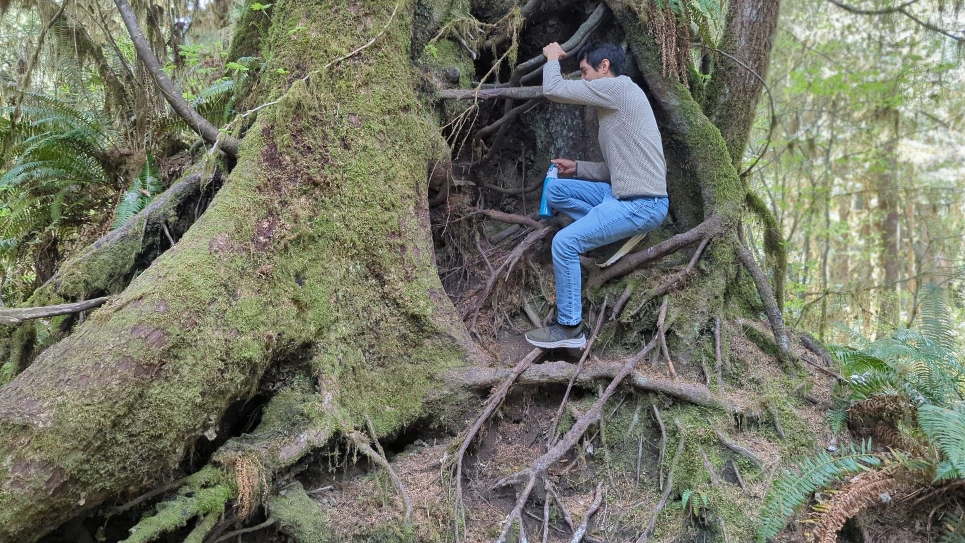 A man climbing into an opening of a tree for shelter and protection