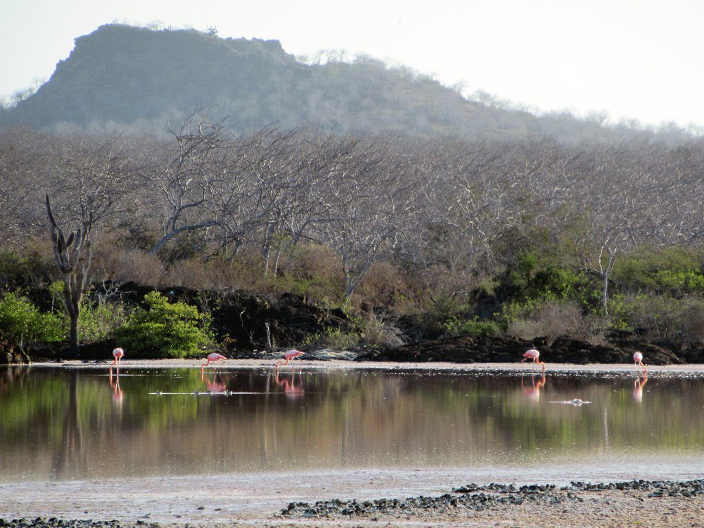 Pink flamingos near the shallow lagoon at Punta Cormorant on Floreana Island, Galapagos Islands, Ecuador.