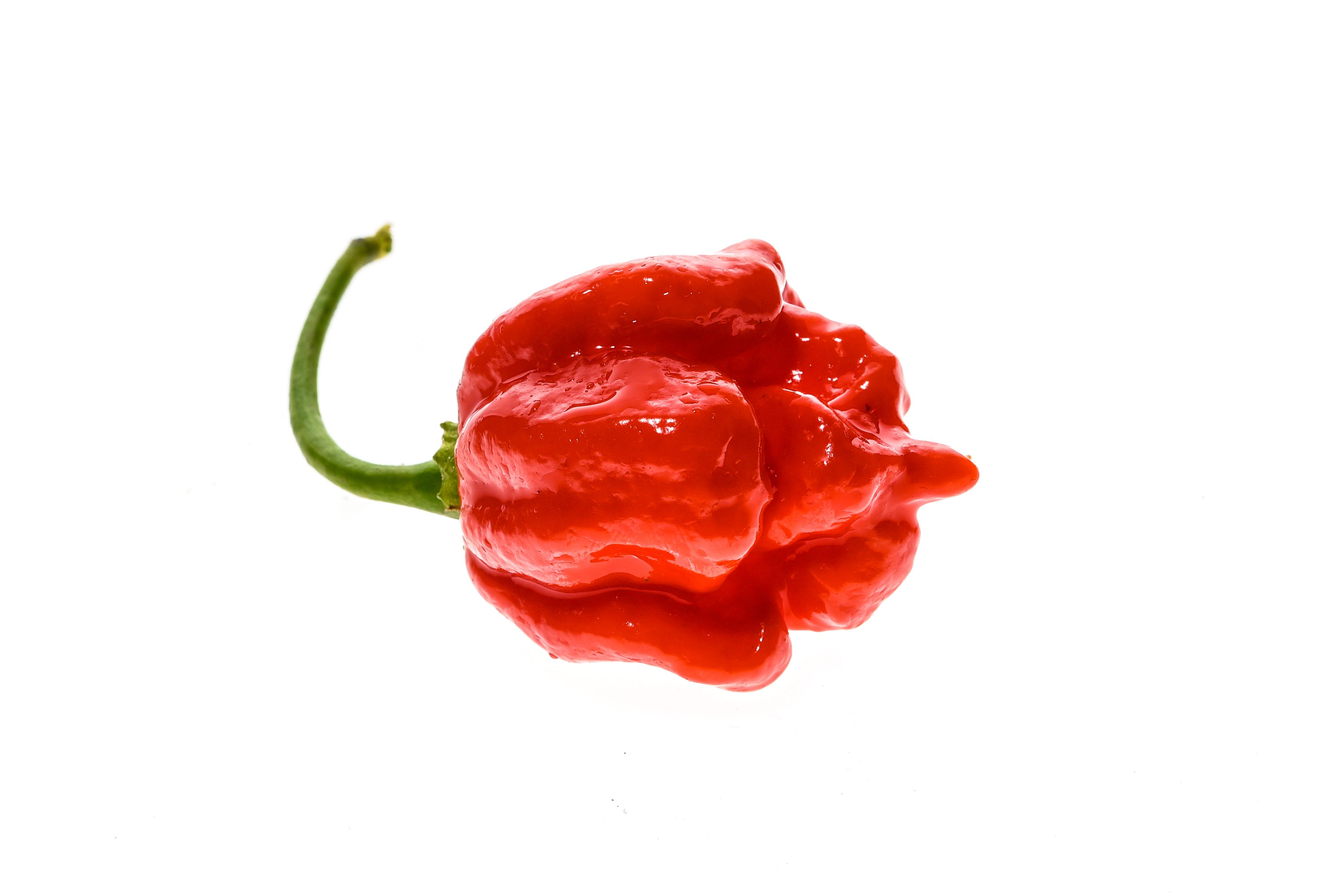 Trinidad Moruga Scorpion pepper