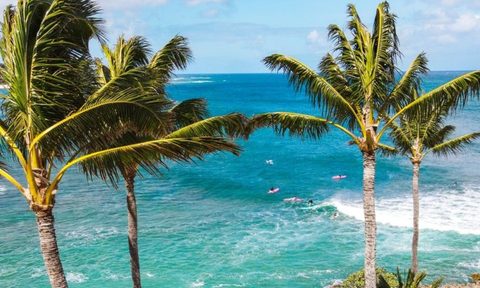 Ocean and trees at Turtle Bay Resort