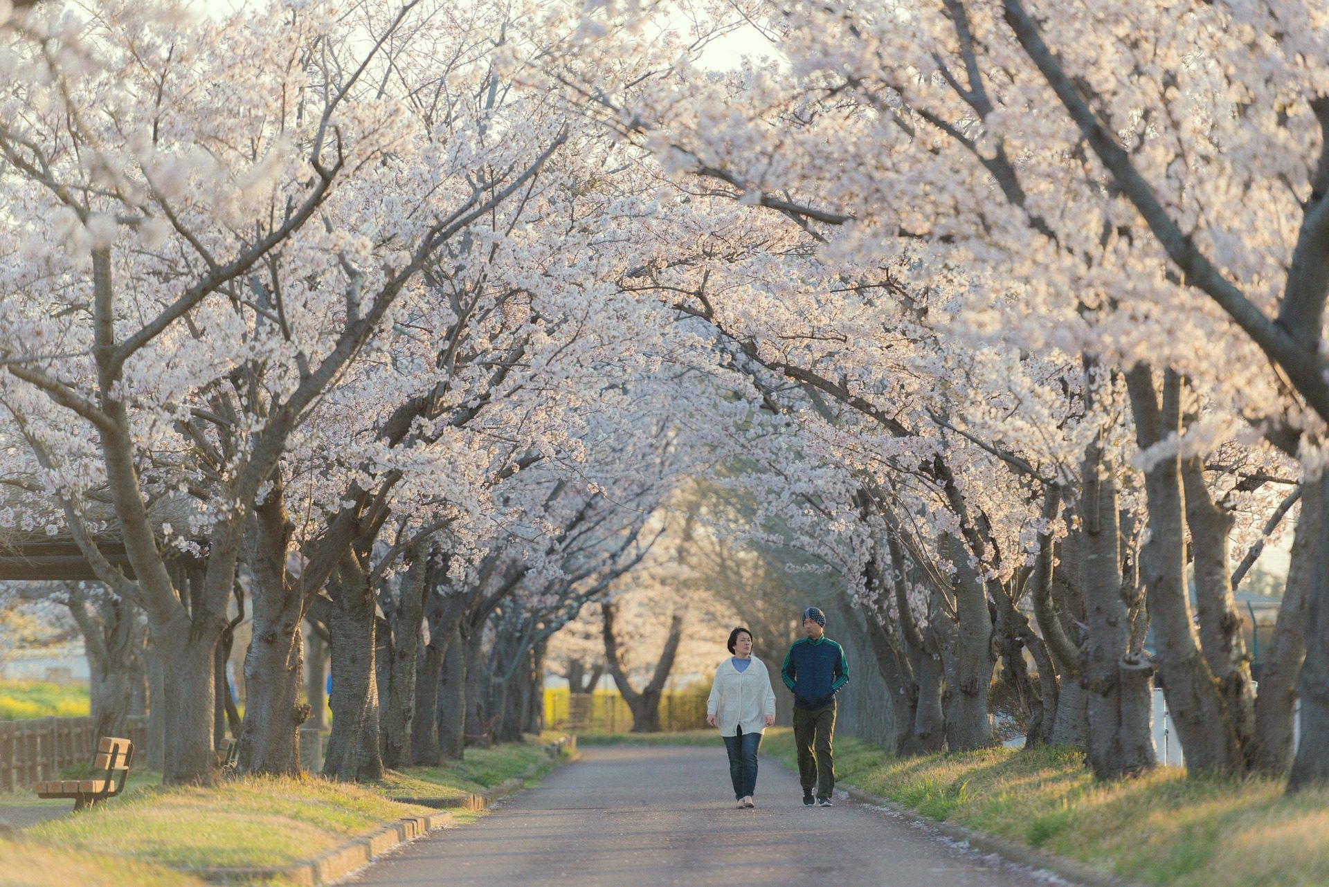 Cherry Blossoms Japan