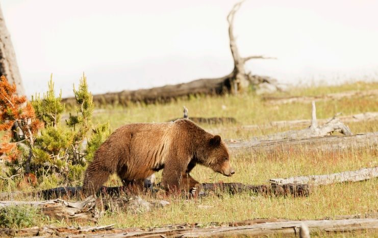 Canon Yellowstone Grizzly Landscape