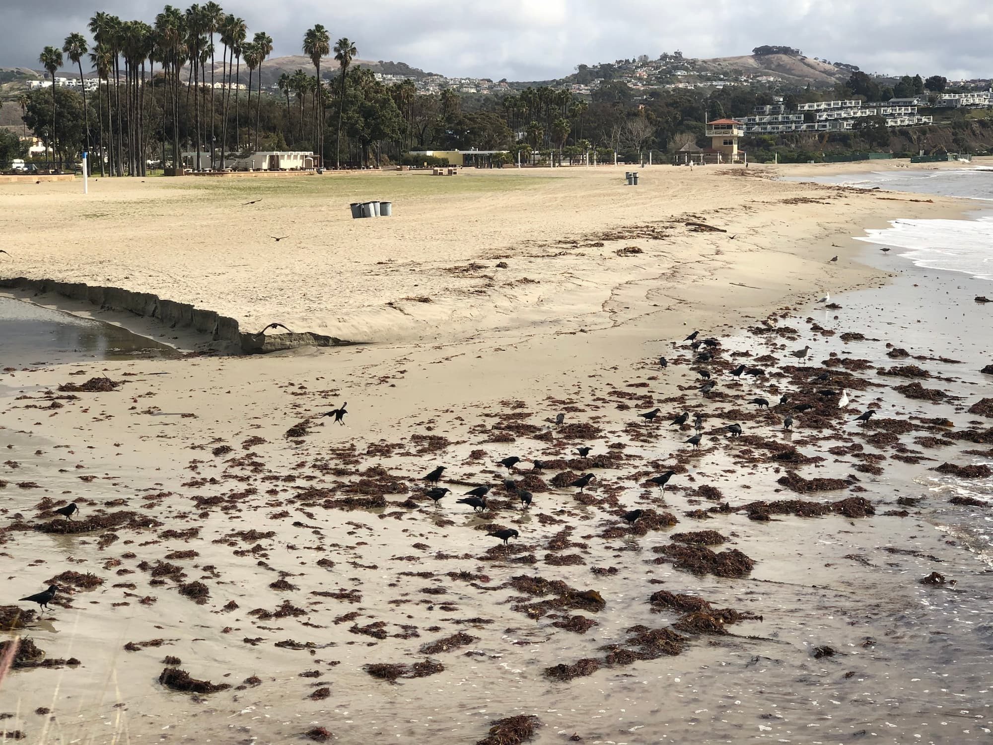 birds picking at the sand at beach