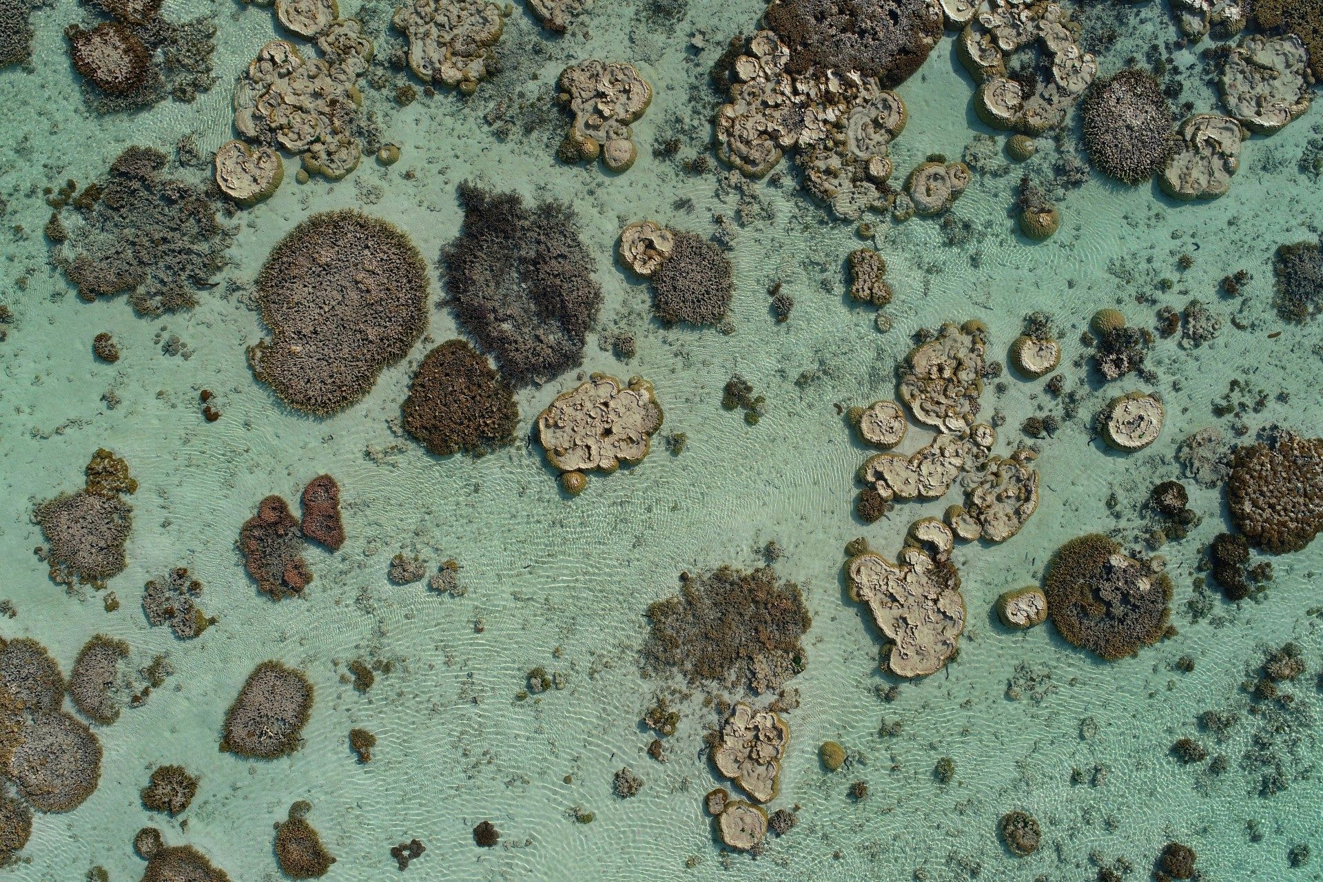 Australia's Heron Reef