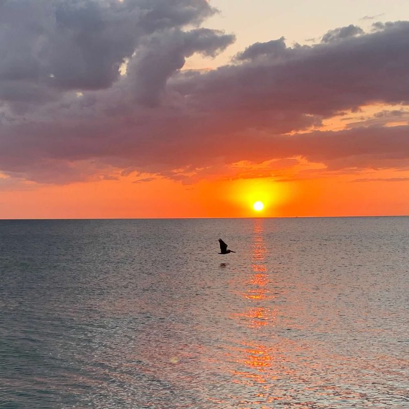 Pelican at Sunset off Naples Beach, Florida