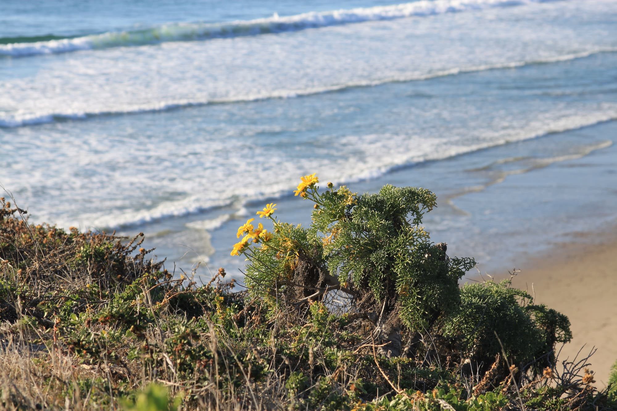 flowers near ocean
