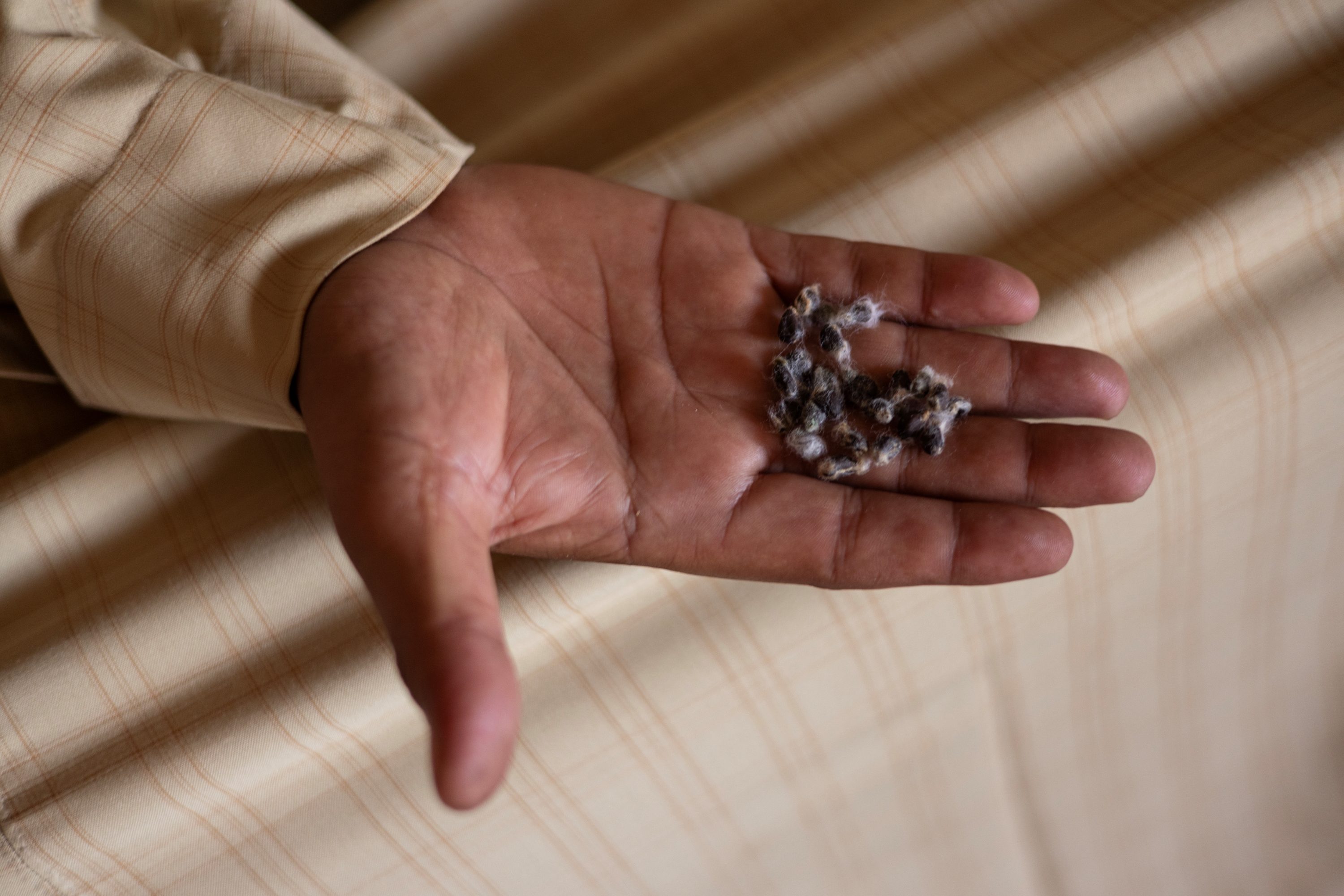 Man holding Egyptian cotton
