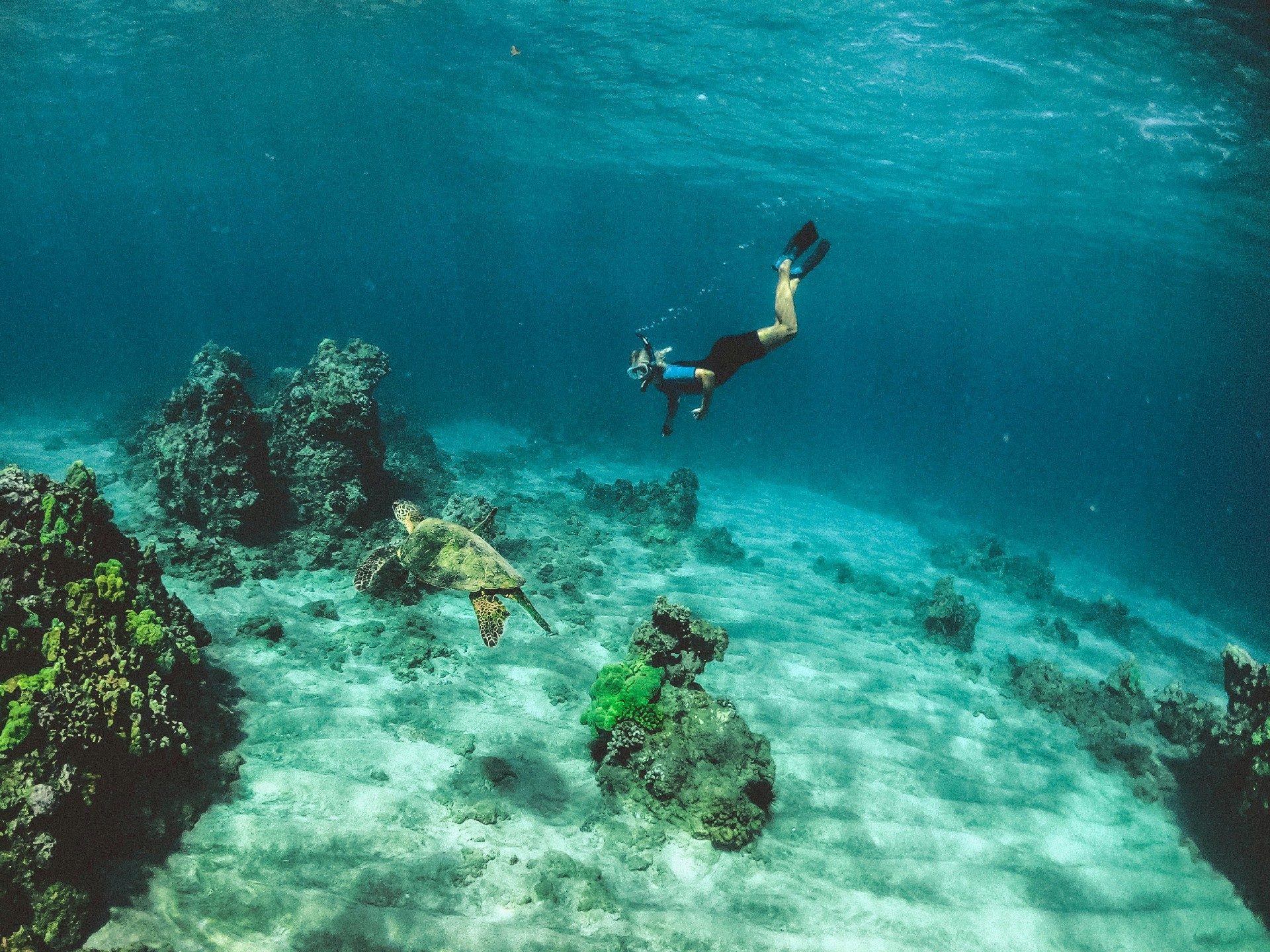 Snorkeling with turtle in Maui, Hawaii