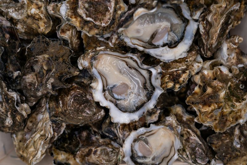 Shucked oysters