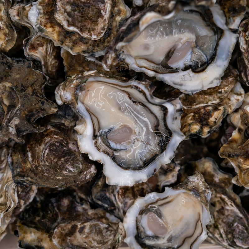 Shucked oysters