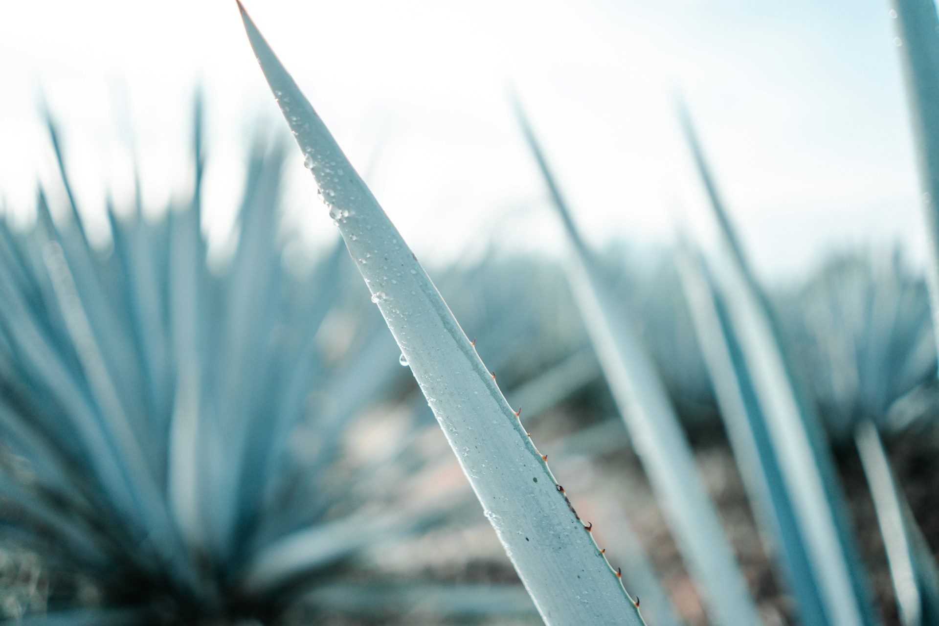 Agave