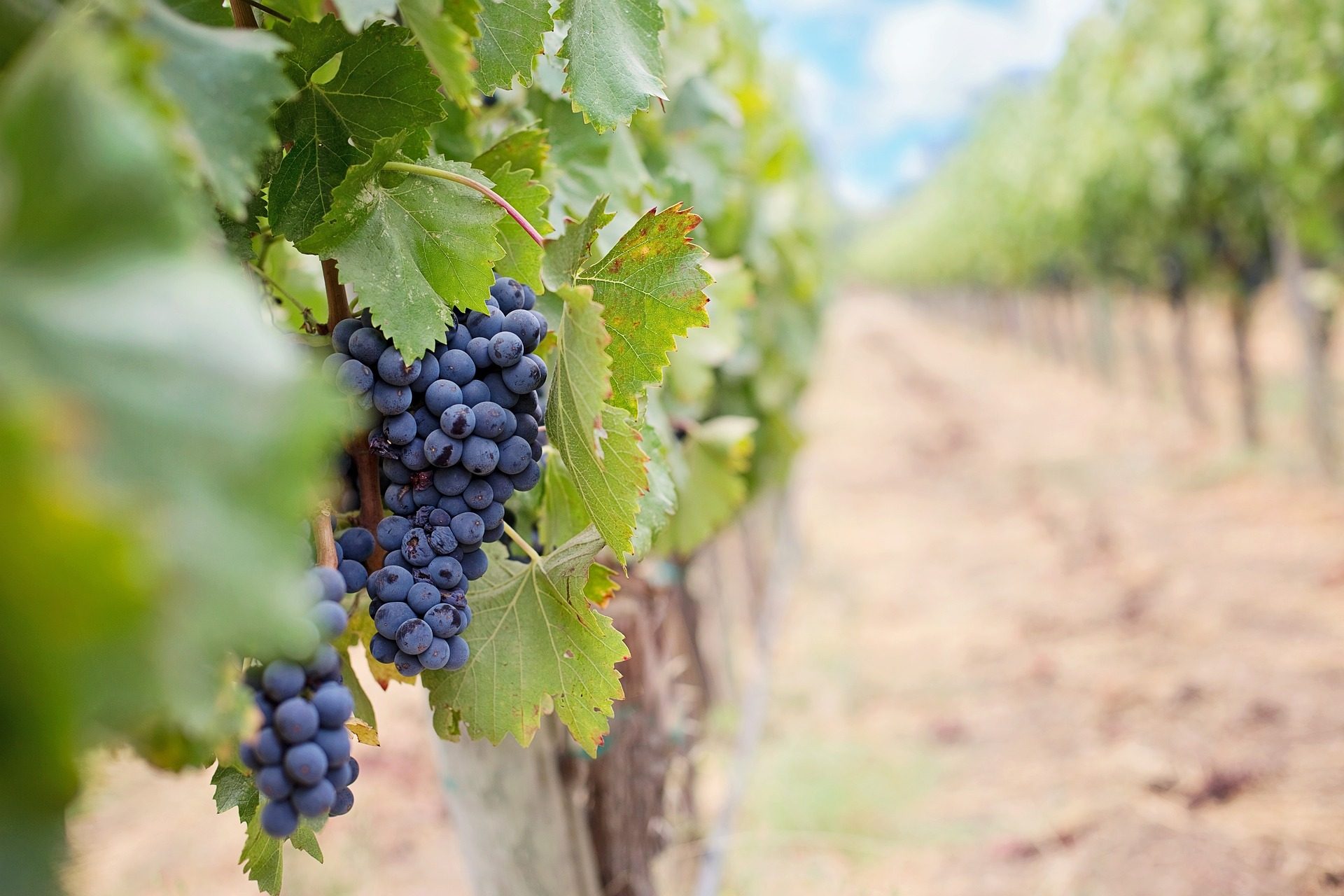 Winery