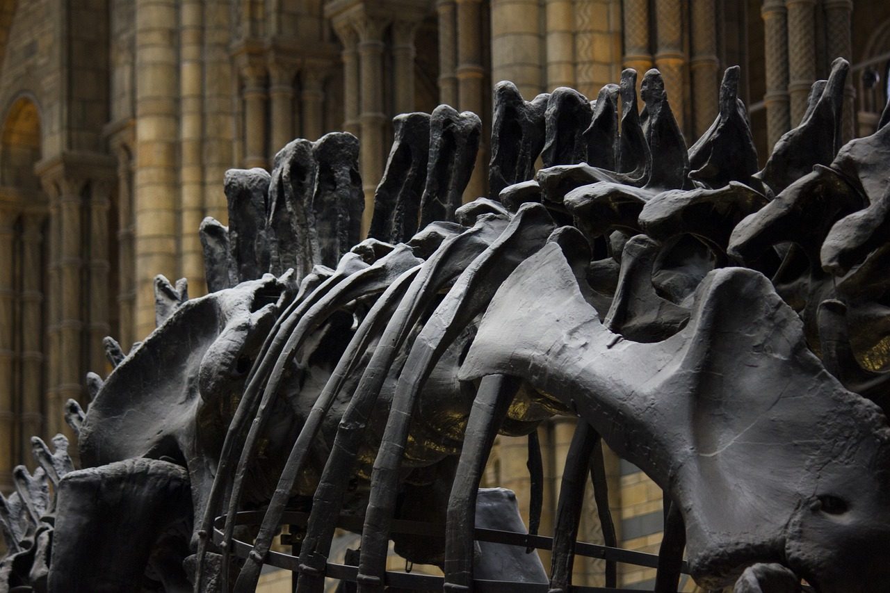 History Museum