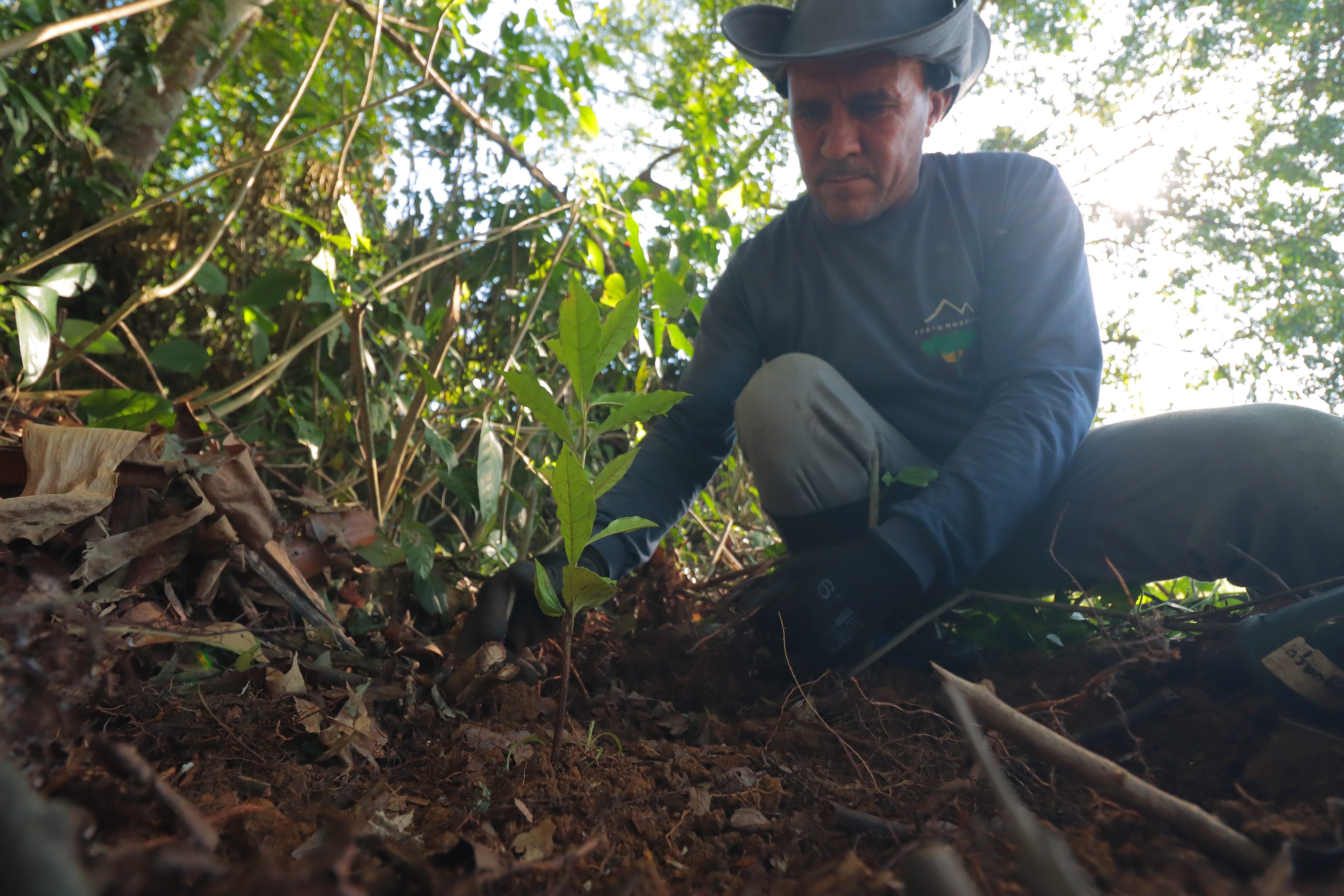 Novo Fogo crew member working in forest