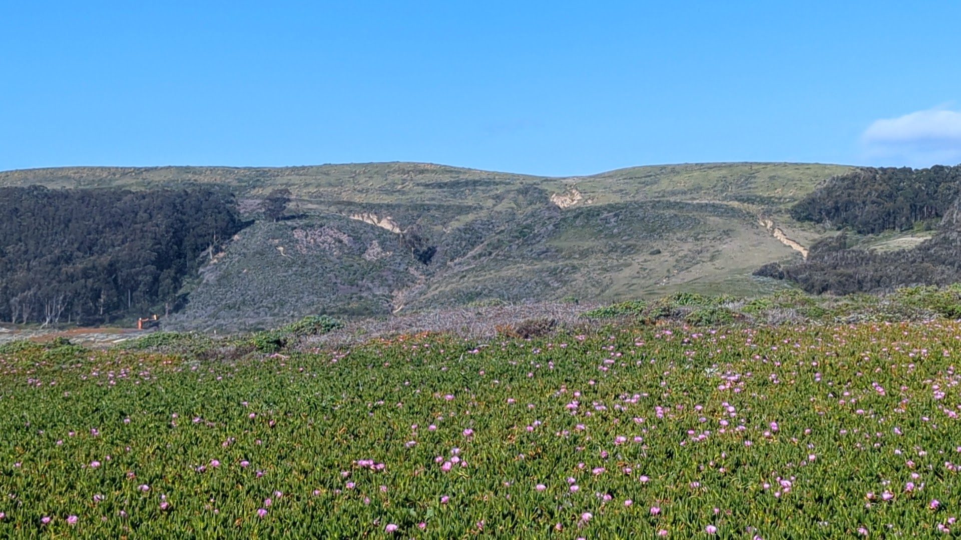 a blooming field of flowers with mountains in the background
