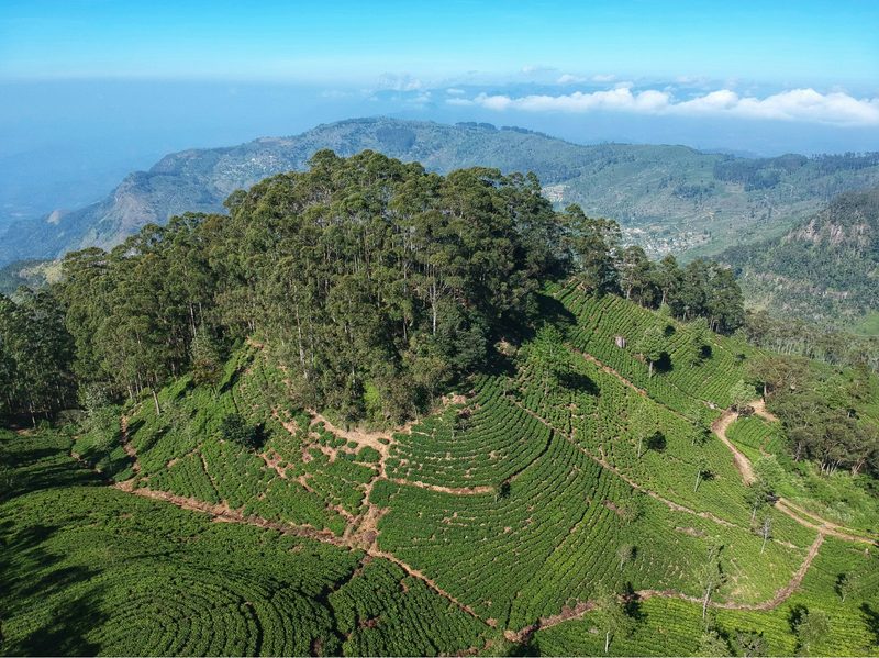 Trees atop hill in Sri Lanka