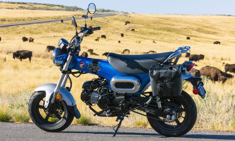 2025 Honda Dax 125 parked with an open field with buffalo in the background.
