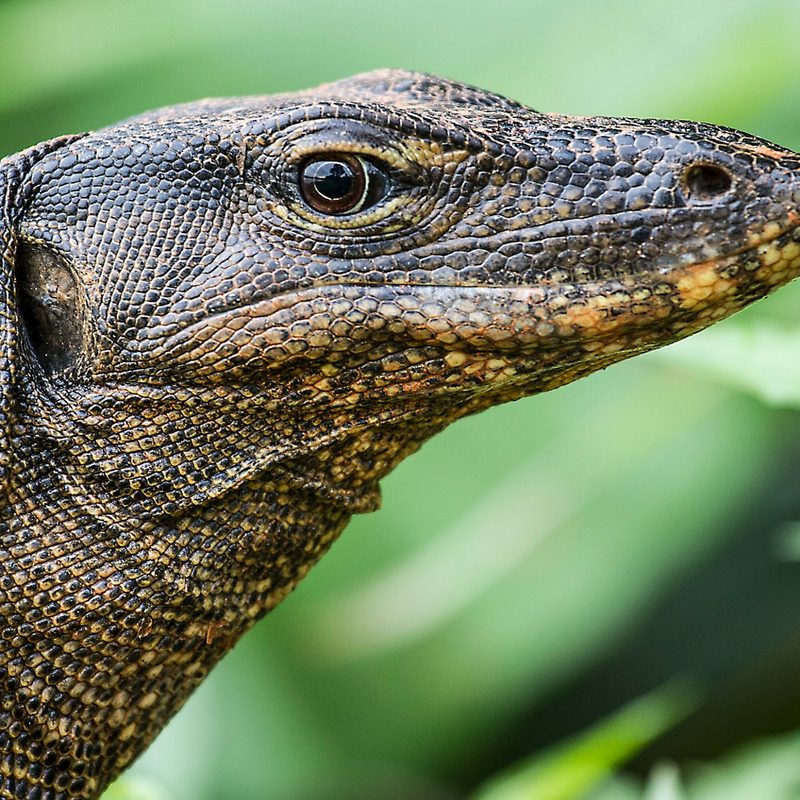 A monitor lizard disrupted a F! practice session.