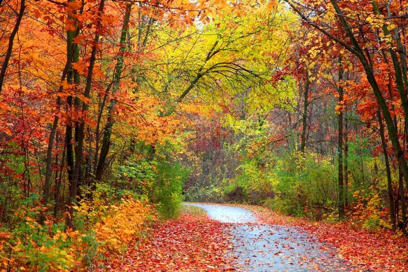 NH fall colors
