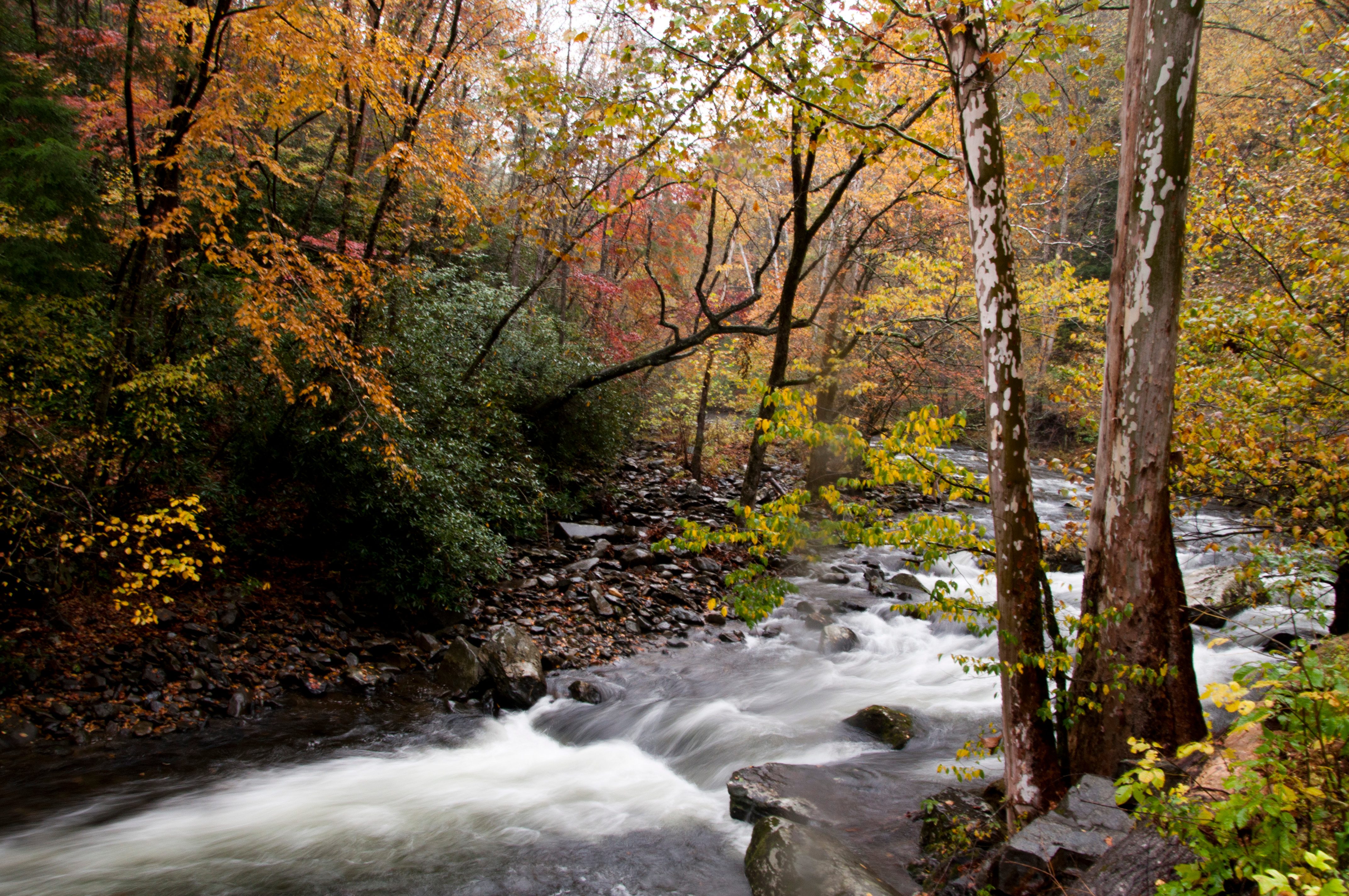Fall in the Smokies