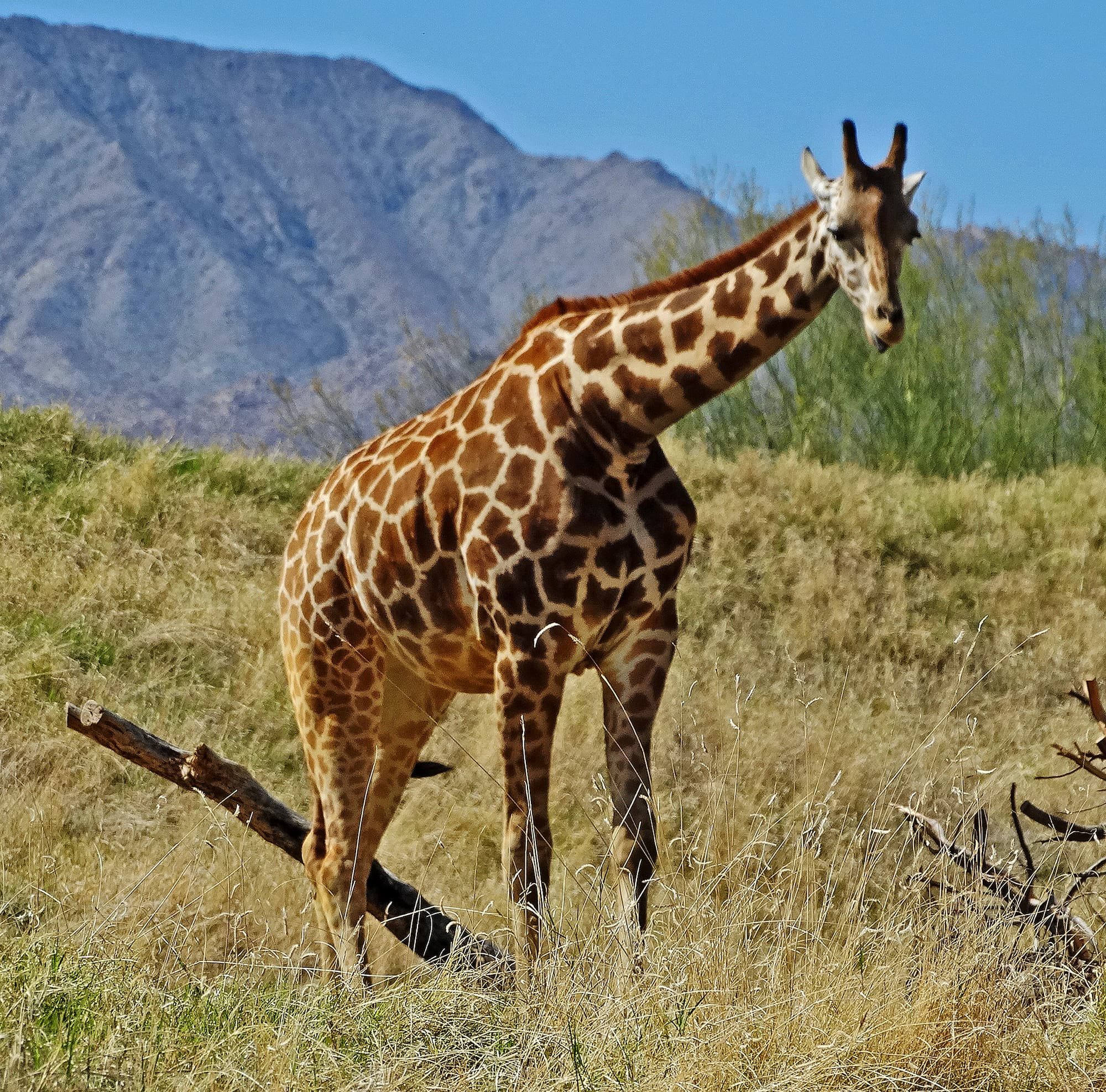 giraffe at the living desert zoo in palm springs