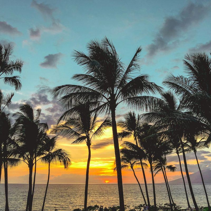 Palm trees in Hawaii