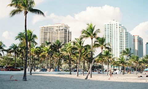 Palm trees in Miami, Florida