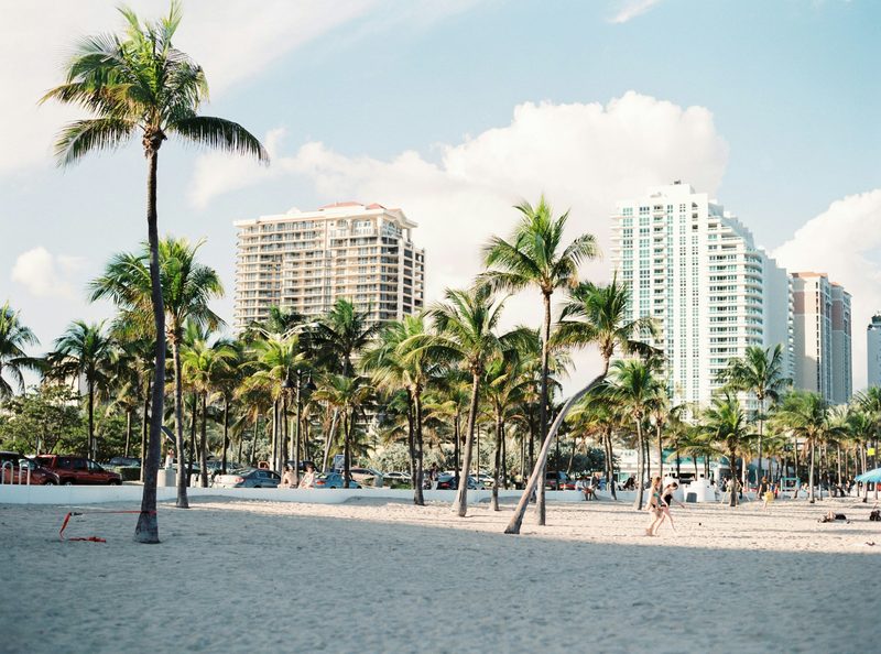 Palm trees in Miami