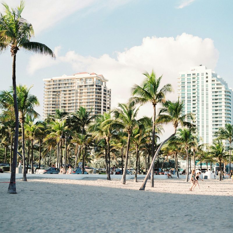 Palm trees in Miami, Florida