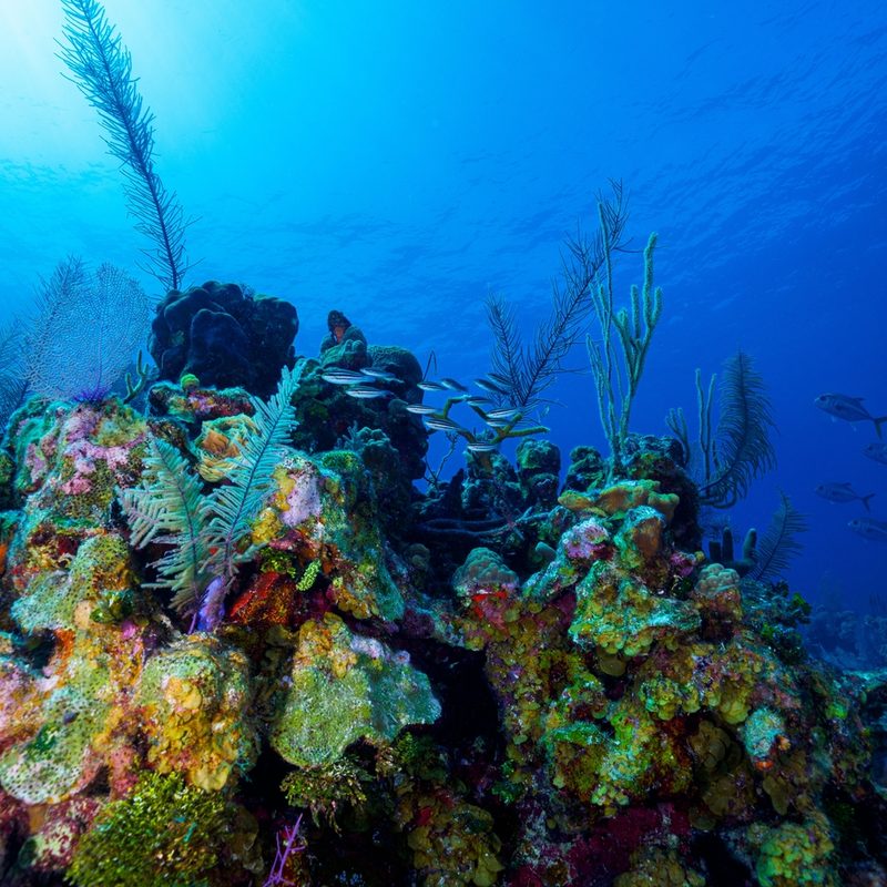 Belize Barrier Reef