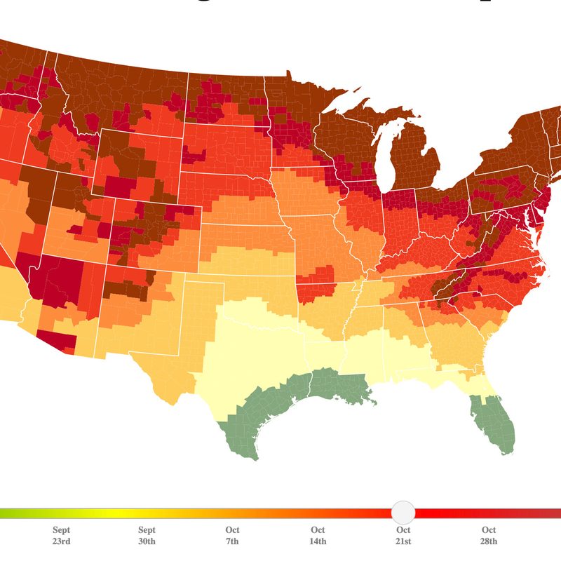 Fall Foliage Map