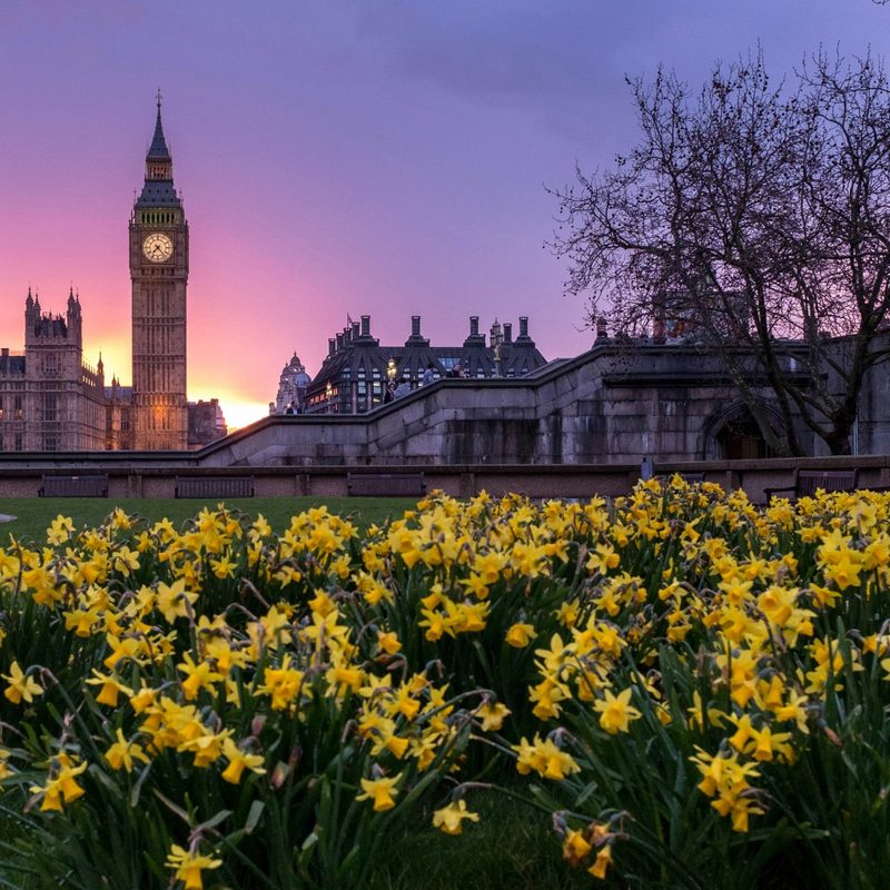 London flowers and buildings, Westminster, London, United Kingdom