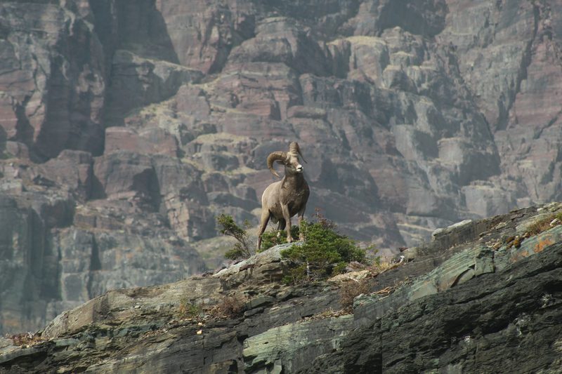 Bighorn sheep on a mountainside