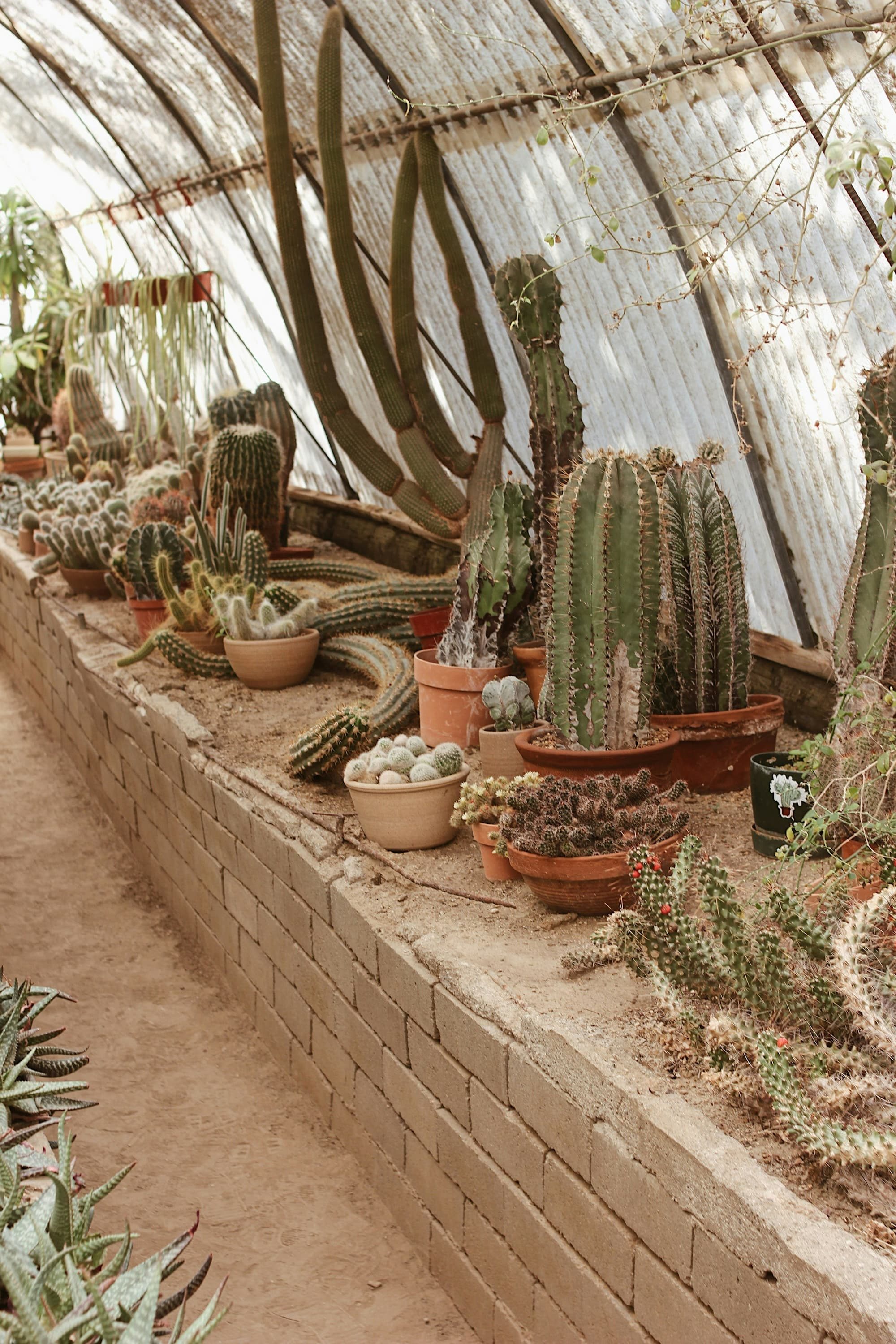 green cactus plants in clay pots