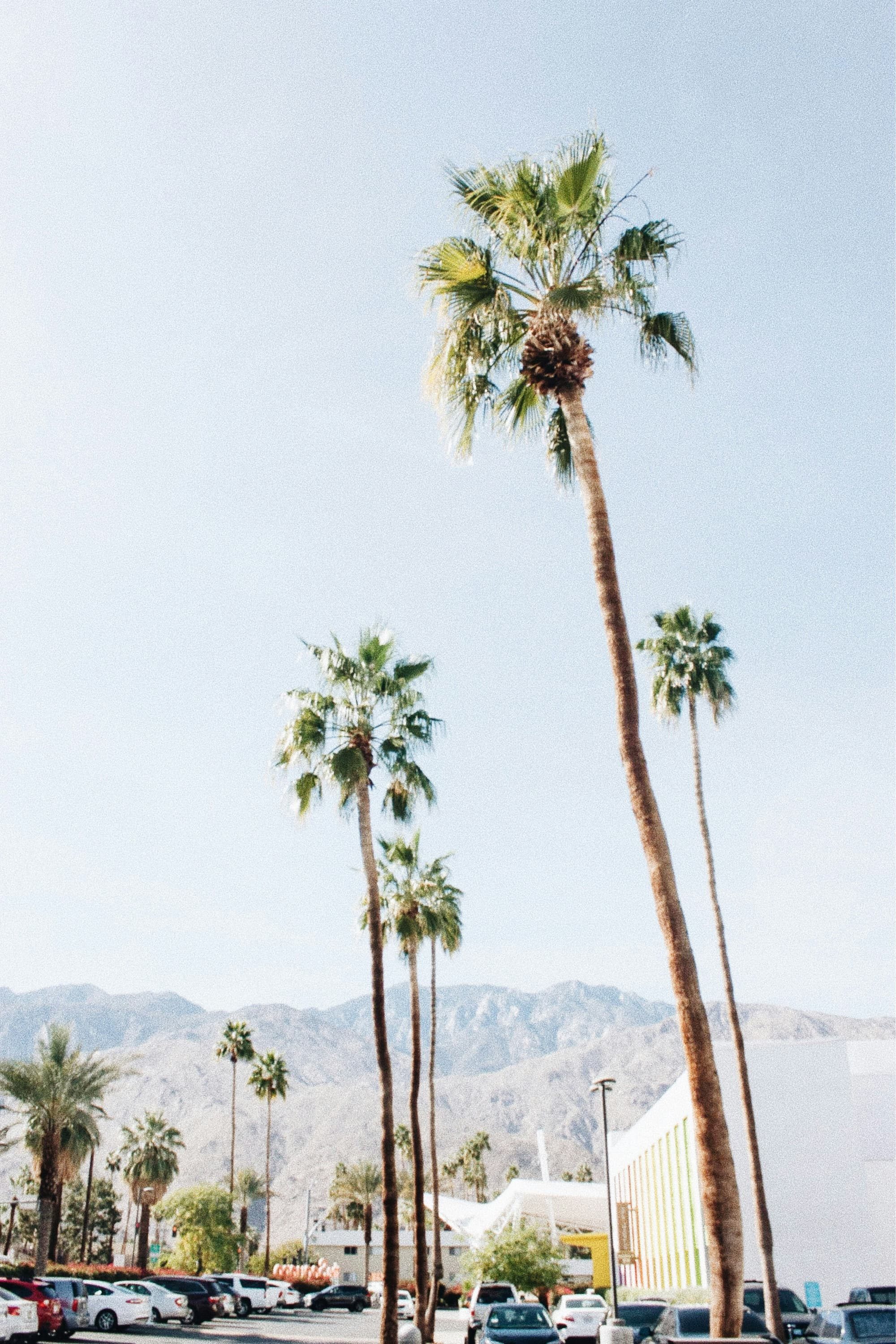 green palm trees