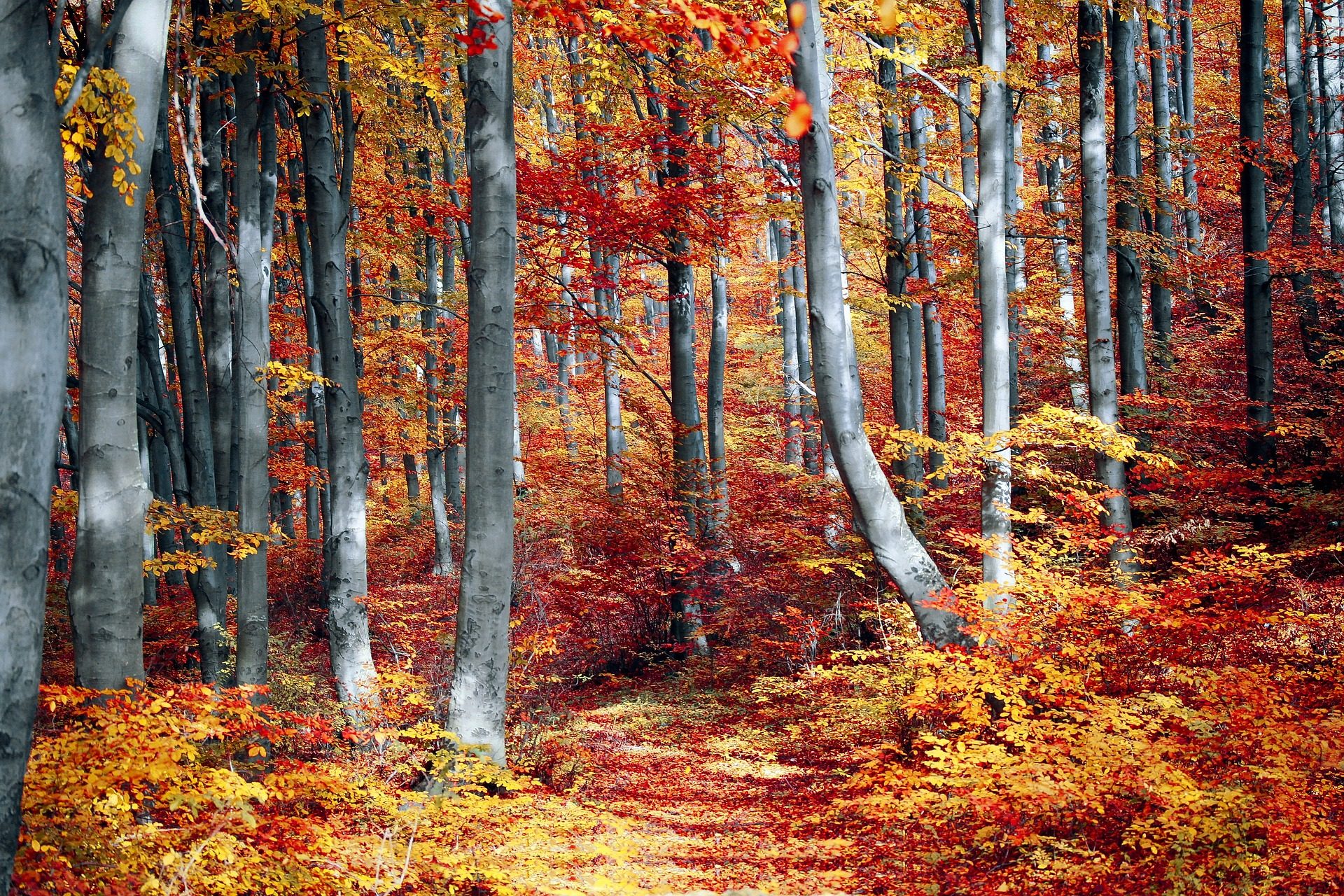 Fall leaves