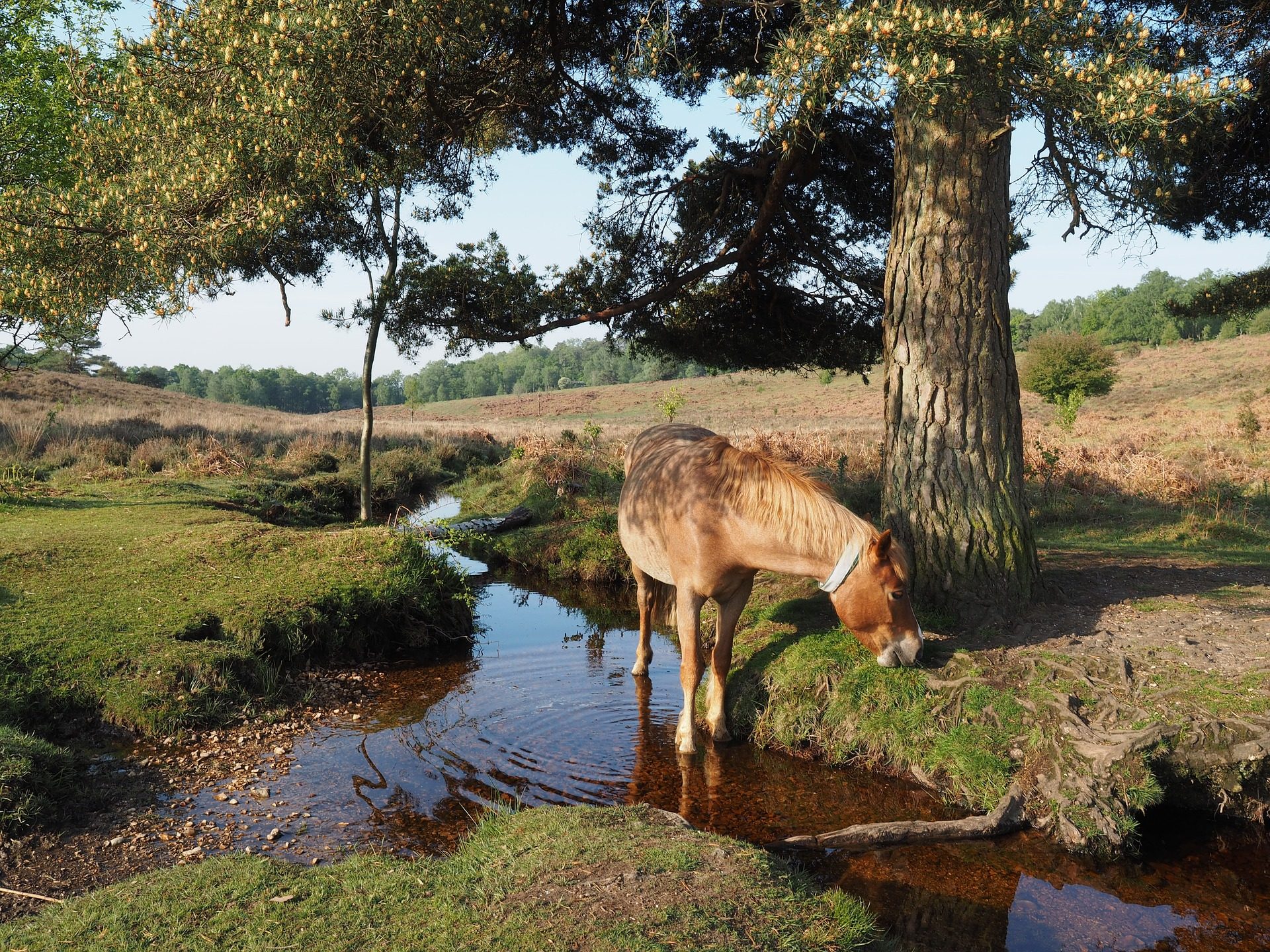 Pony in Hampshire