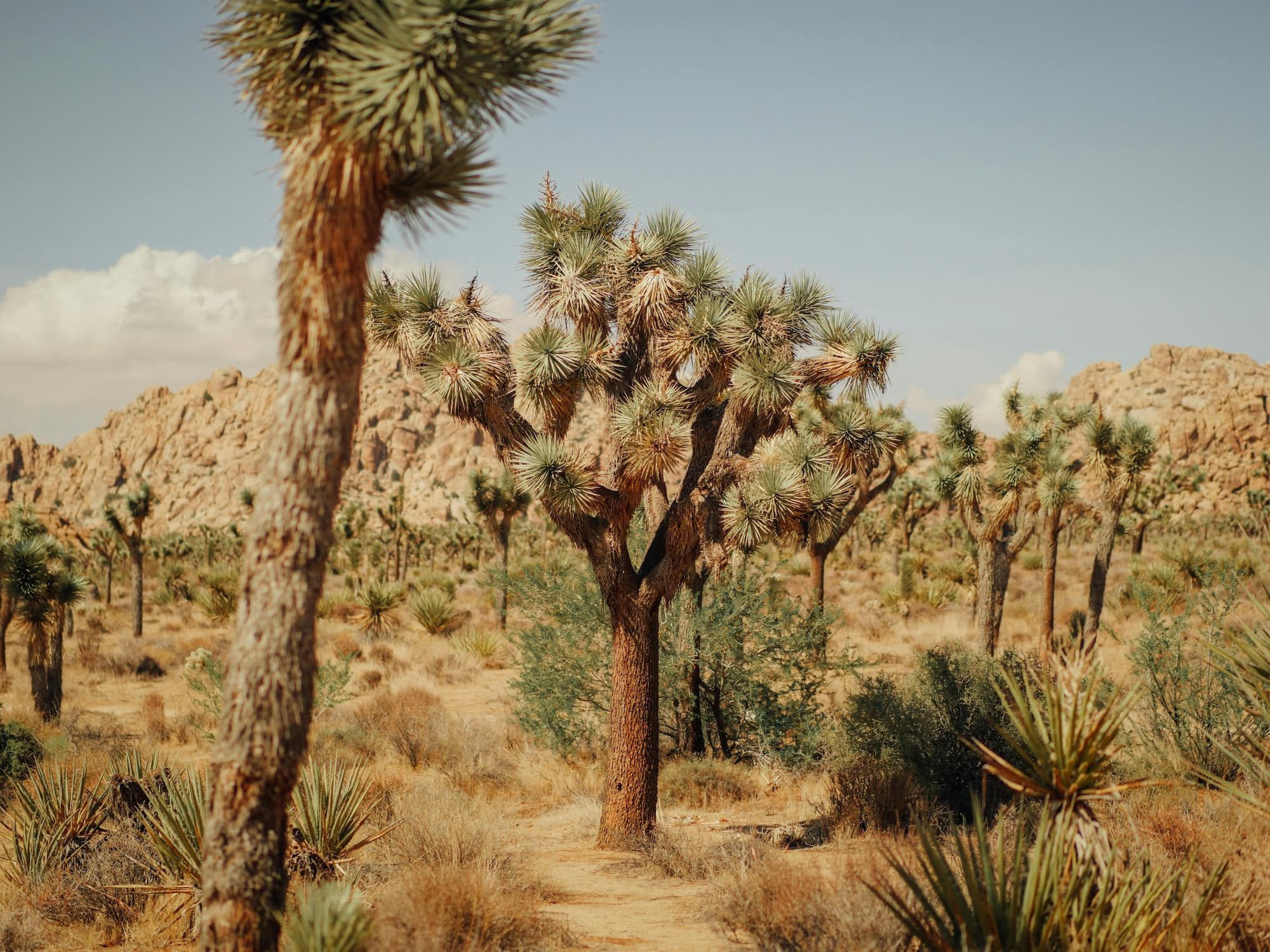 joshua trees in desert
