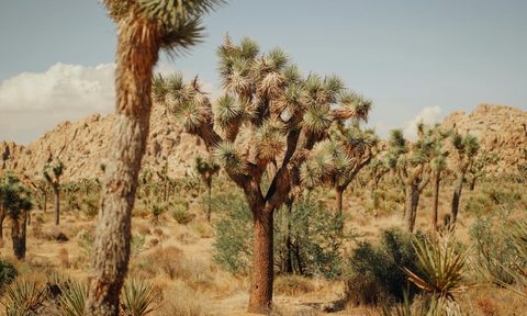 joshua trees in desert