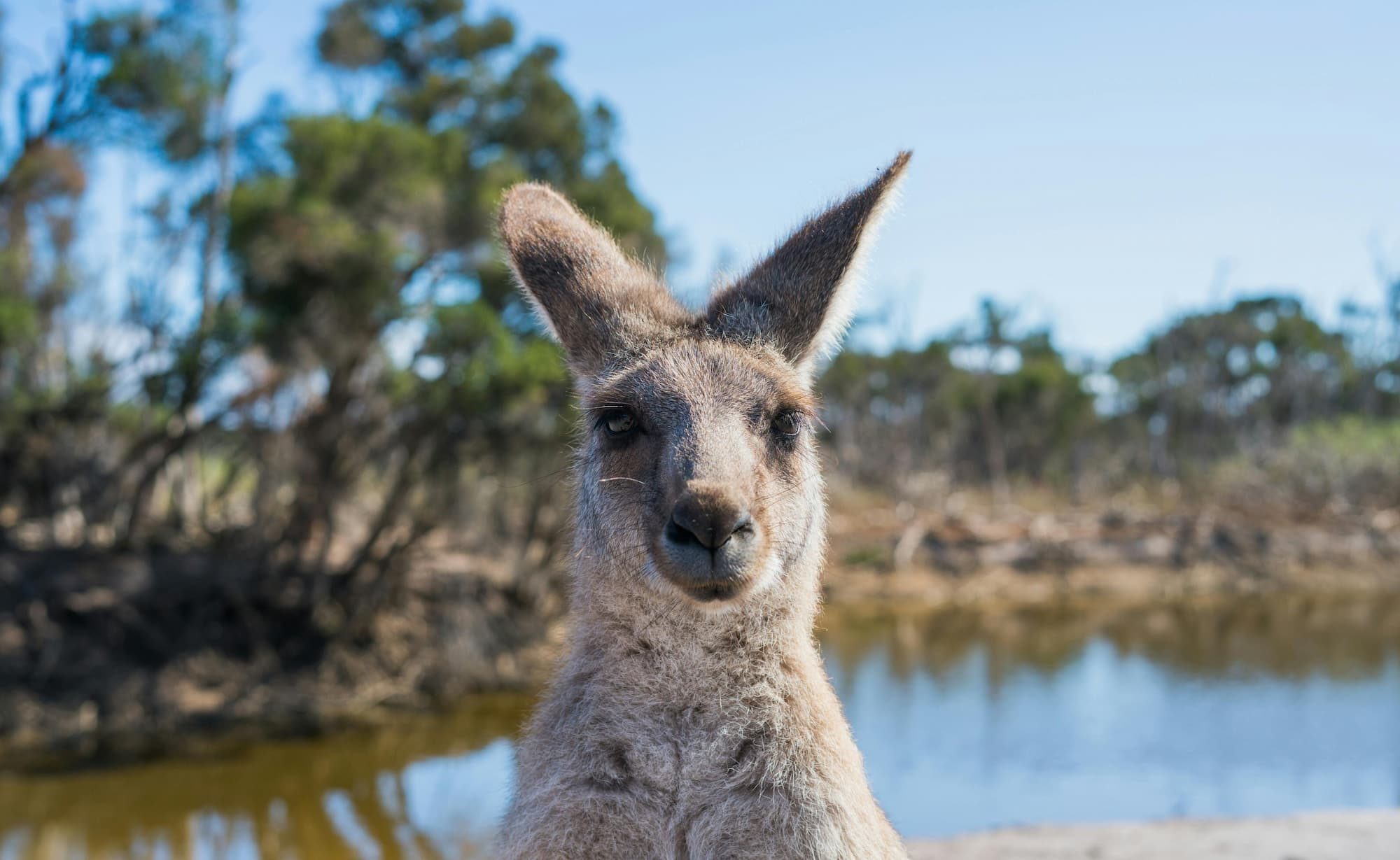kangaroo outside in australia