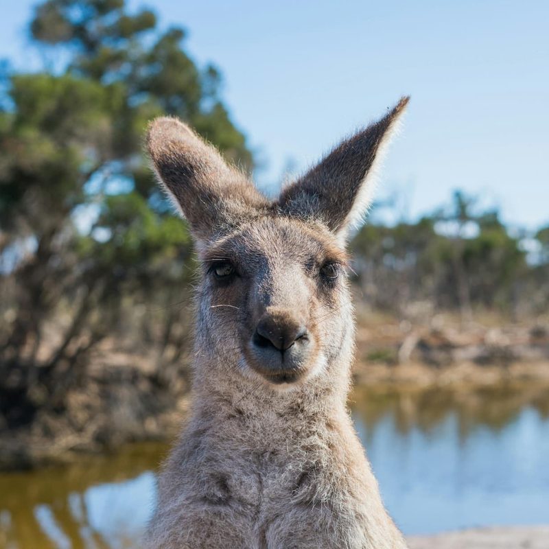 kangaroo outside in australia