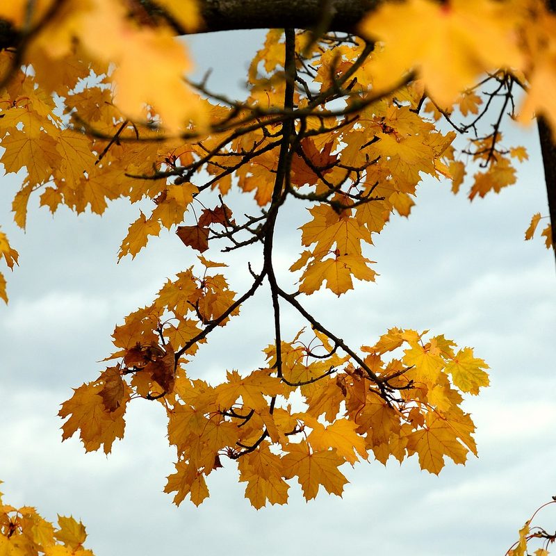 Yellow leaves on a tree in fall
