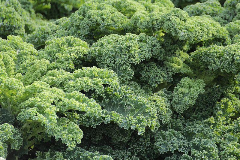 Bushel of kale