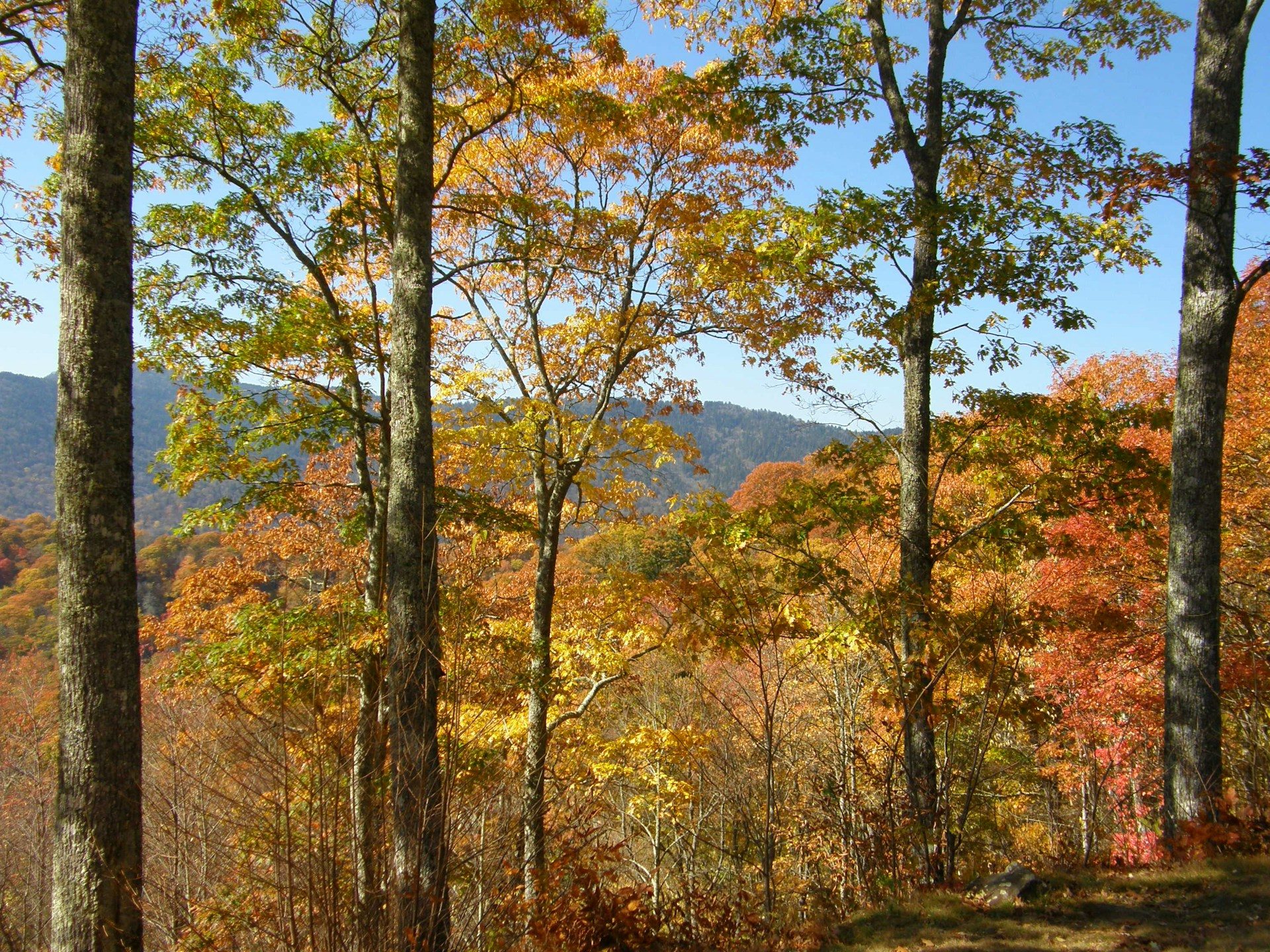 Smoky Mountains in the Fall