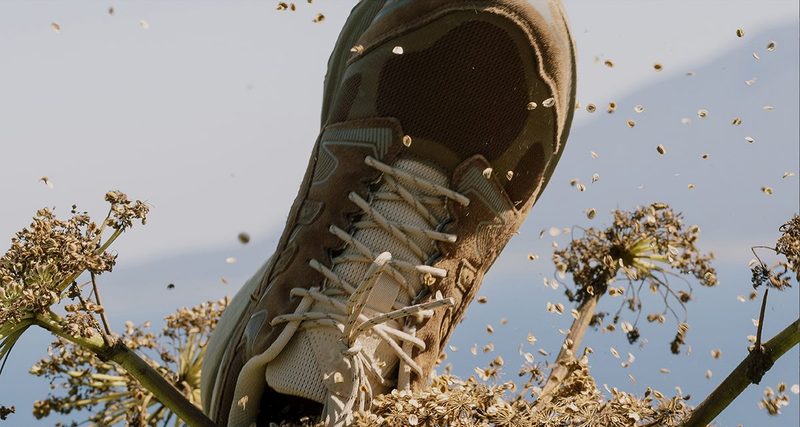 close up on shoe in tree