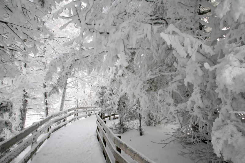 Rime Ice on trees near Canary Spring at Yellowstone