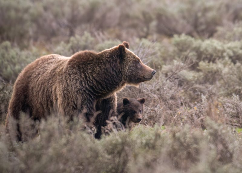 Bear 399 and her cub at Grand Teton National Park