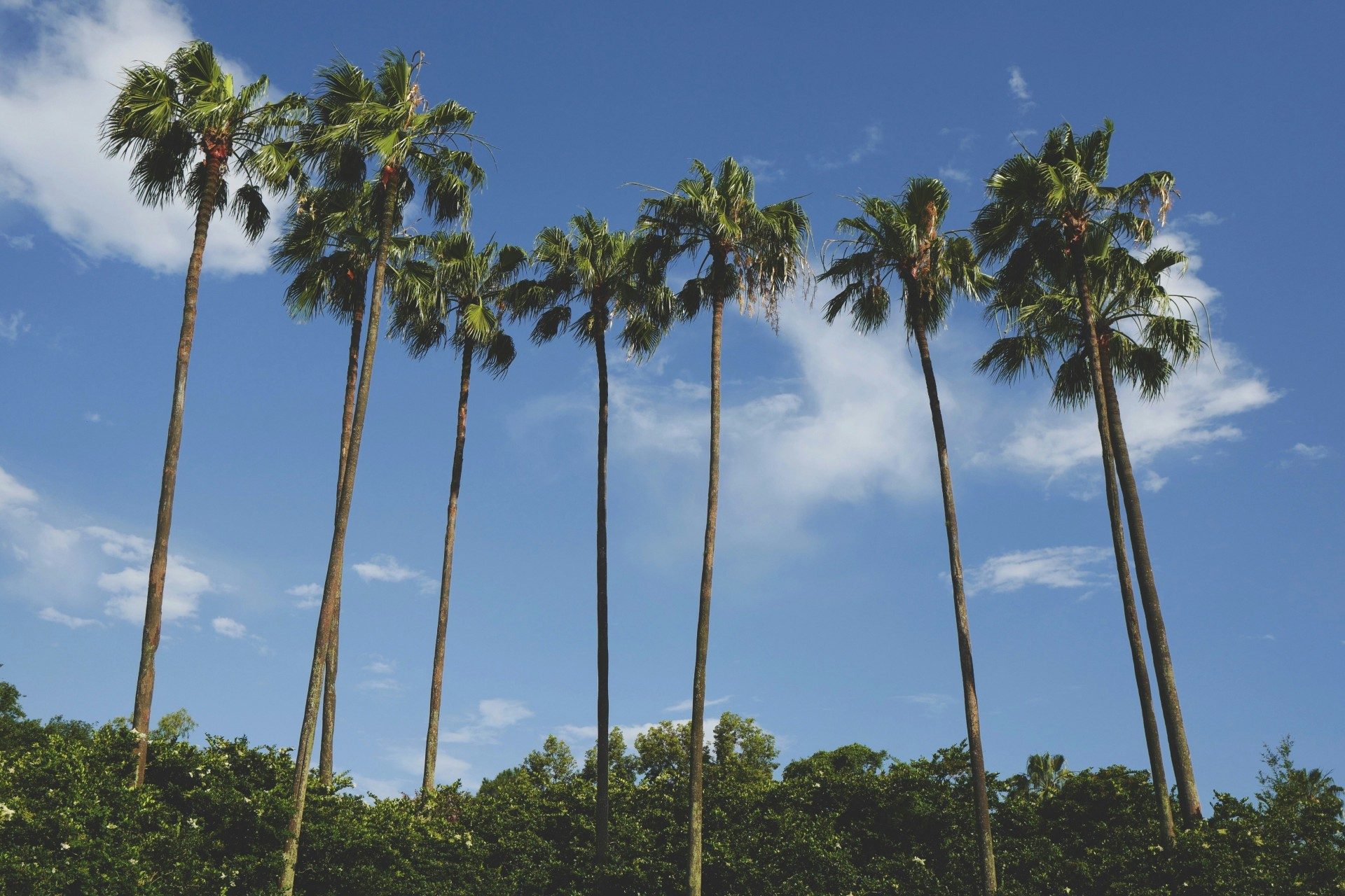 Palm trees in Orlando, Florida