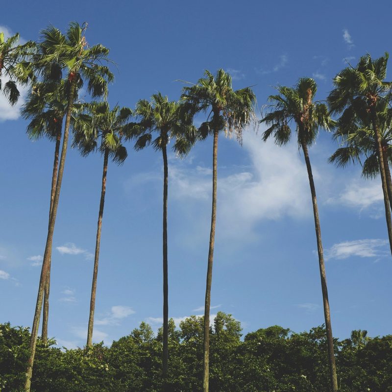 Palm trees in Orlando, Florida