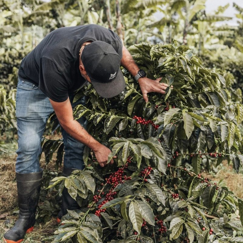 man growing coffee